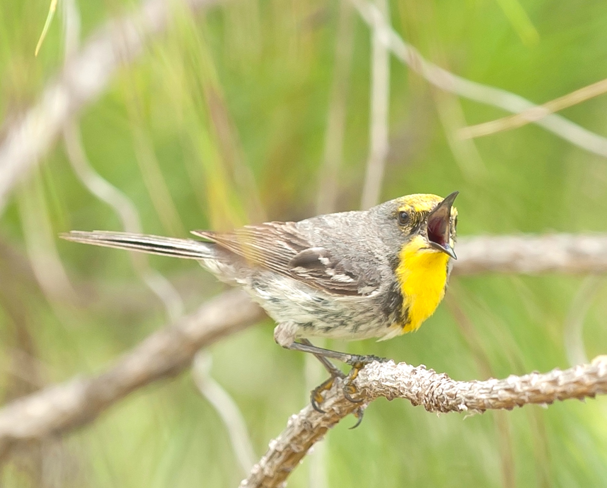Olive-capped Warbler, Abaco Bahamas (©Tom Sheley)