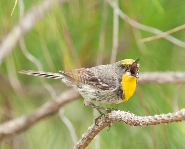 Olive-capped Warbler, Abaco Bahamas (Tom Sheley)