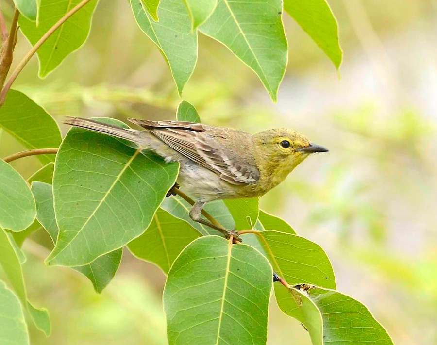 Pine Warbler, Abaco Bahamas (Tom Sheley)