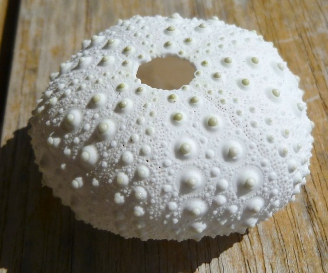 Long-spined sea urchin Test / Skeleton Diadema antillarum (Keith Salvesen / Rolling Harbour)