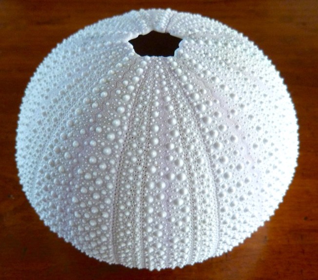 Long-spined sea urchin Test / Skeleton Diadema antillarum (Keith Salvesen / Rolling Harbour)