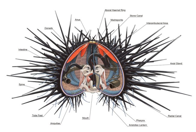 Long-spined sea urchin Diadema antillarum anatomy diagram (wiki)