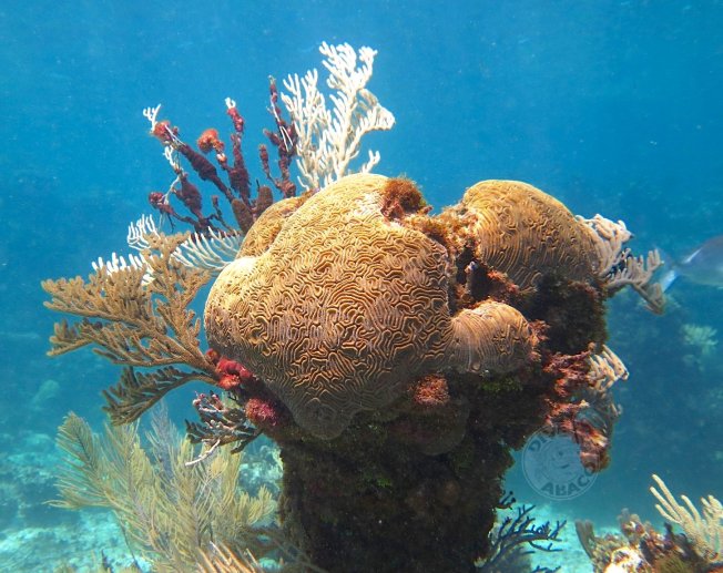 Reef Coral Abaco Bahamas (Melinda Rodgers / Dive Abaco)
