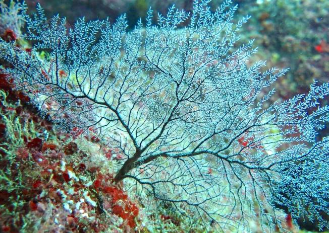 Reef Coral Abaco Bahamas (Melinda Rodgers / Dive Abaco)