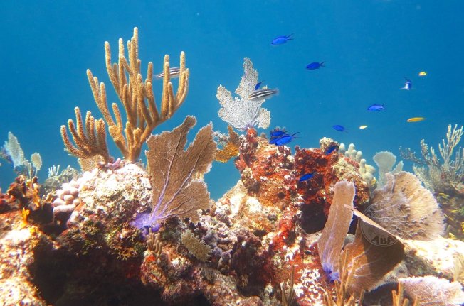 Reef Coral Abaco Bahamas (Melinda Rodgers / Dive Abaco)