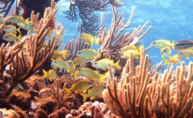 Reef Coral Abaco Bahamas (Melinda Rodgers / Dive Abaco)