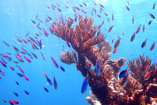 Reef Coral Abaco Bahamas (Melinda Rodgers / Dive Abaco)