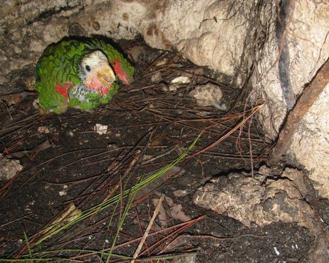 Abaco (Cuban) Parrot, Bahamas (Caroline Stahala Walker)