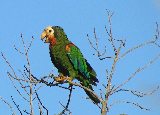 Abaco (Cuban) Parrot, Bahamas (Caroline Stahala Walker)