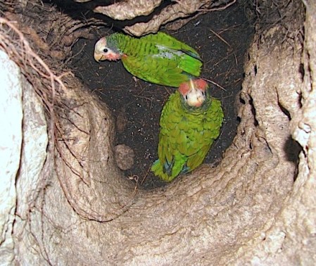Abaco (Cuban) Parrot, Bahamas (Caroline Stahala Walker)