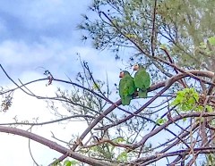Abaco Parrot, Bahamas after Hurricane Dorian (Tara Lavallee)