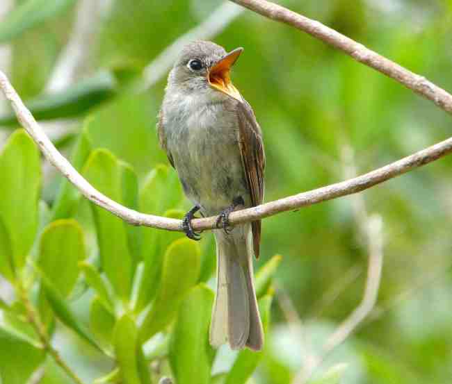 Cuban Pewee, Abaco Bahamas (Keith Salvesen / Rolling Harbour)