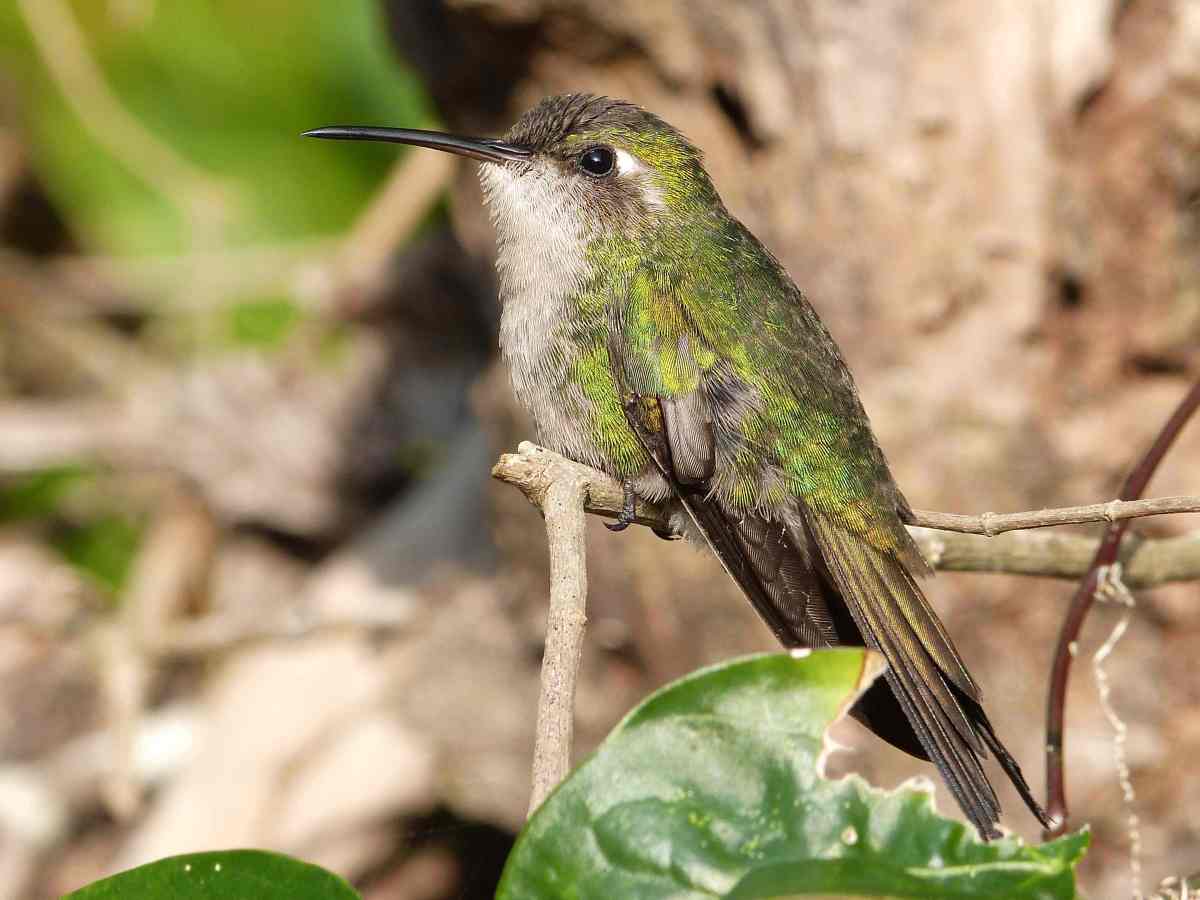 Cuban Emerald Hummingbird, Abaco Bahamas (Keith Salvesen / Rolling Harbour)