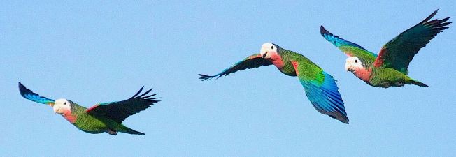 Abaco Parrot, Bahamas (Erik Gauger)