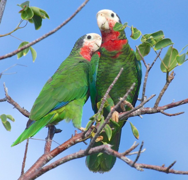 Abaco Parrots Bahamas (Peter Mantle)
