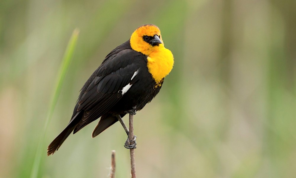 Yellow-headed Blackbird (ALLABOUTBIRDS CORNELL© Brian Sullivan / Macaulay Library )