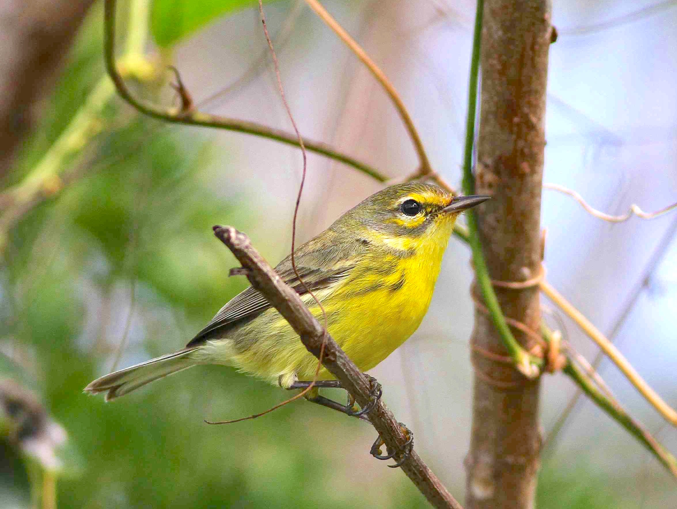 Prairie Warbler, Abaco Bahamas (Gerlinde Taurer / Rolling Harbour)