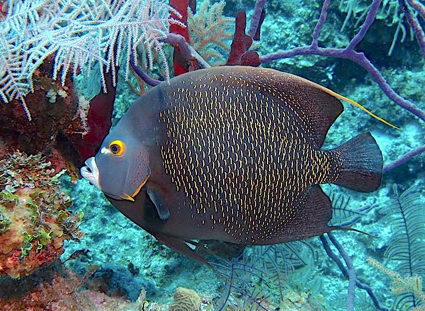 French Angelfish, Grand Bahama (Melinda Riger/ G B Scuba)