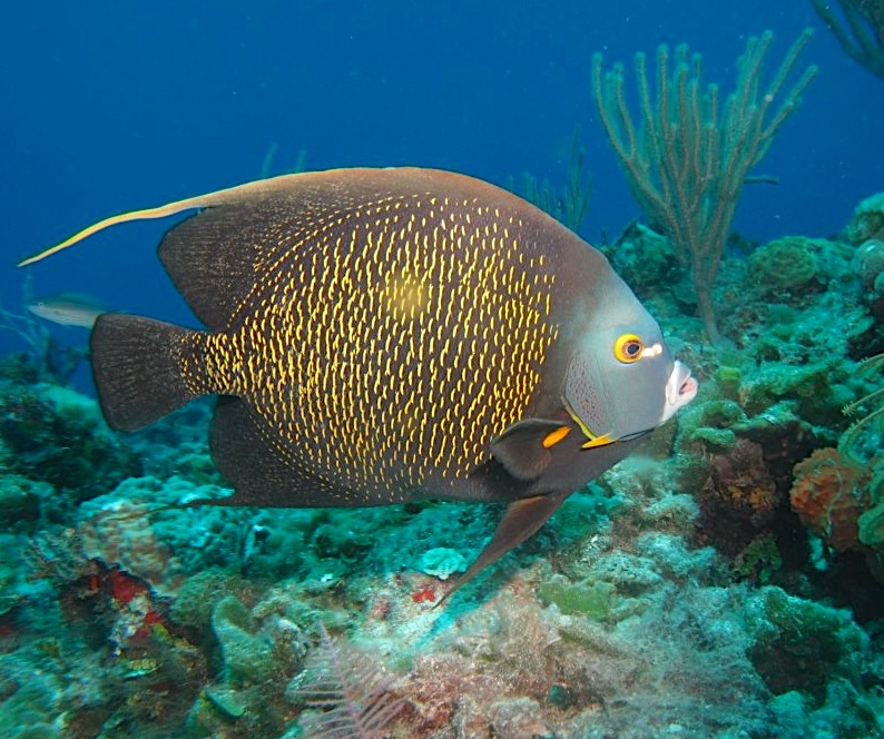 French Angelfish, Grand Bahama (Melinda Riger/ G B Scuba)