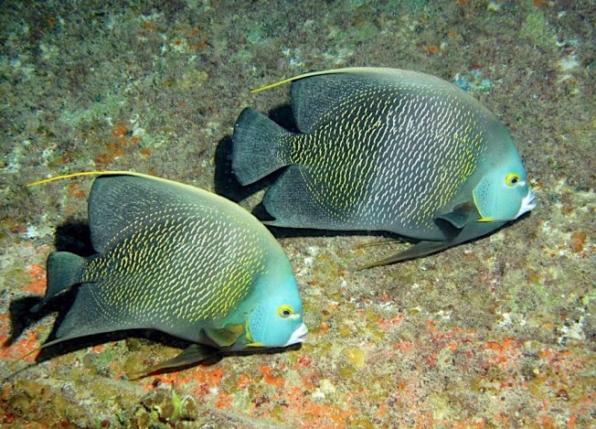 French Angelfish, Grand Bahama (Melinda Riger/ G B Scuba)