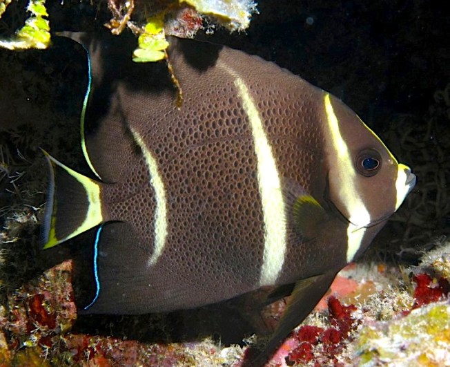 French Angelfish, Grand Bahama (Melinda Riger/ G B Scuba)