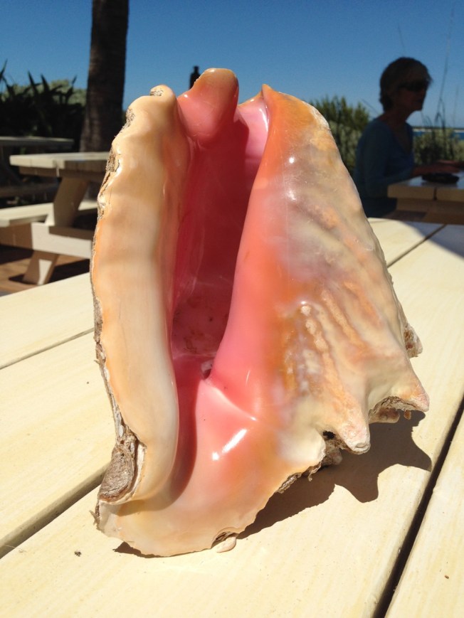 Conch shell, Schooner Bay Abaco Bahamas (Keith Salvesen)