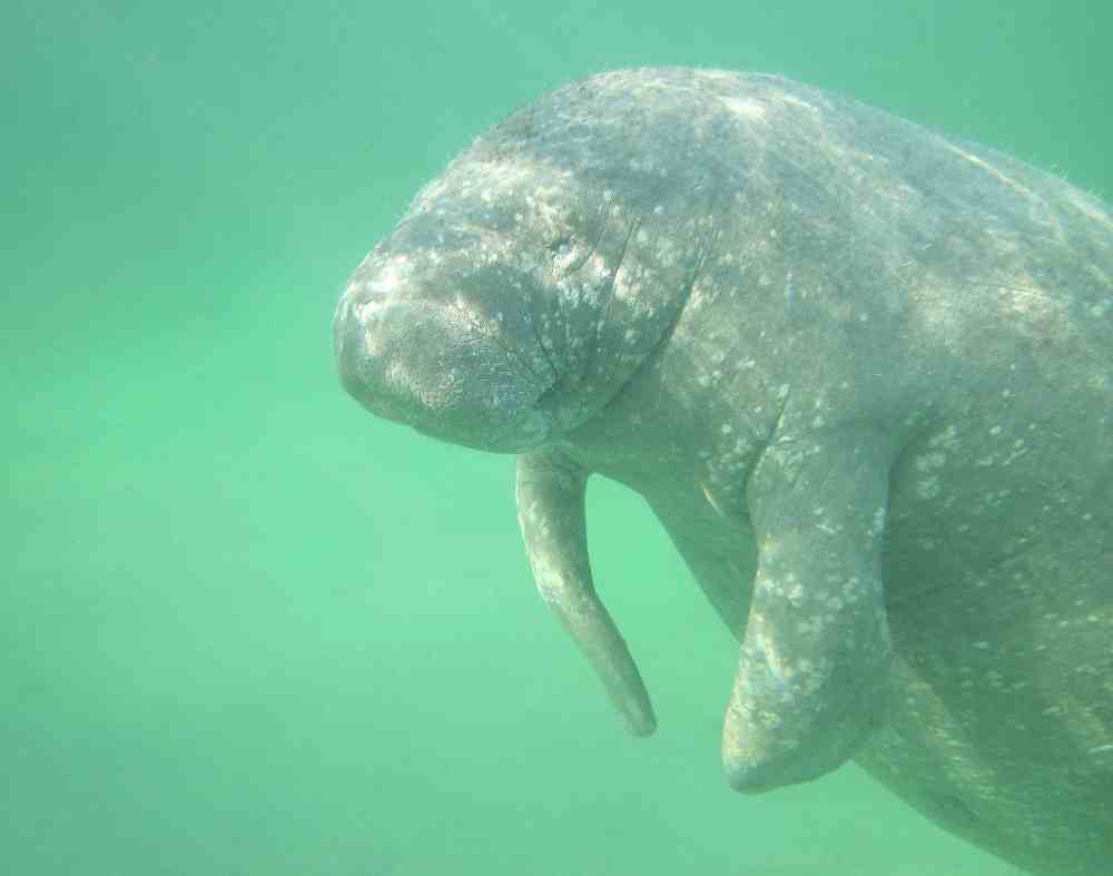 West-Indian Manatee, Bahamas (Charlotte Dunn / BMMRO)