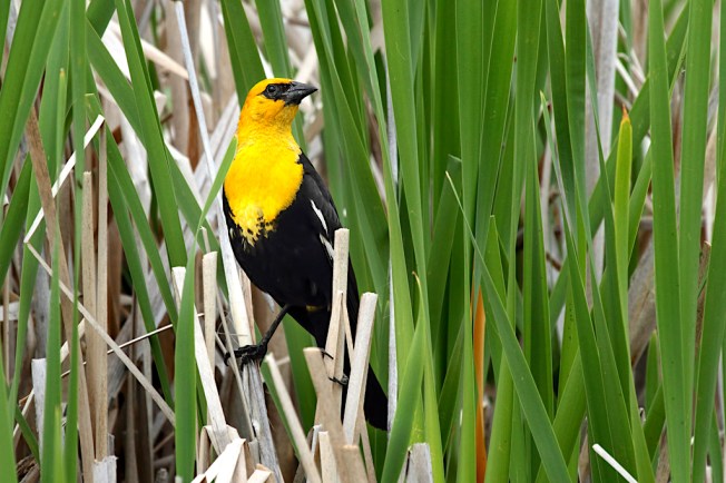 Yellow-headed Blackbird (Alan Vernon / Wiki)