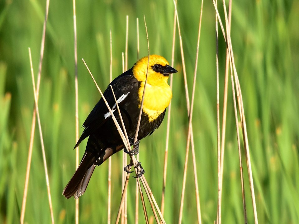 Yellow-headed Blackbird (Tom Kerner / Wiki)