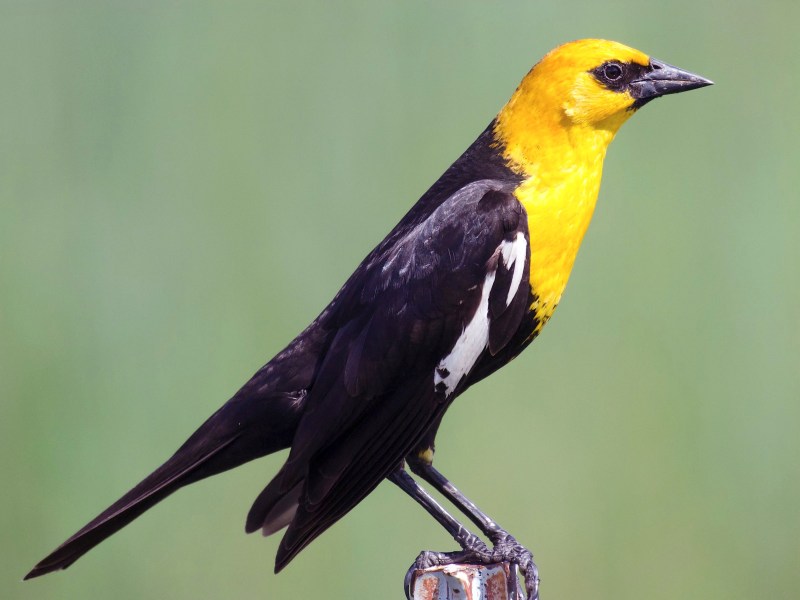 Yellow-headed Blackbird (Dan Hackley Cornell / eBird)