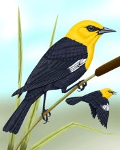 Yellow-headed Blackbird (Sibley)
