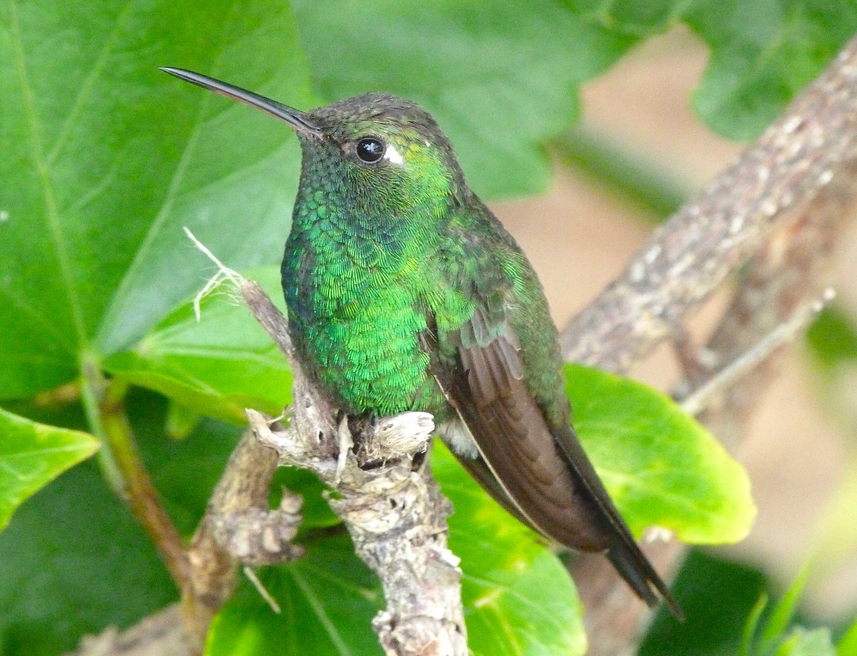 CUBAN EMERALD (F) ABACO BAHAMAS (KEITH SALVESEN / ROLLING HARBOUR)