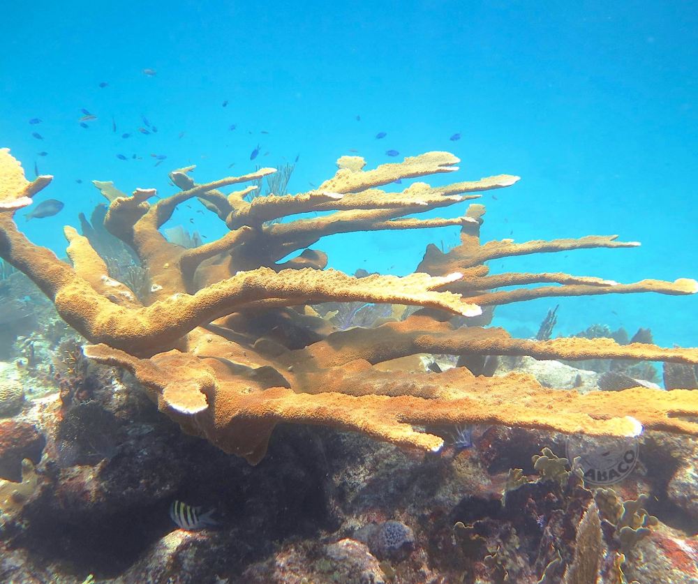 Elkhorn Coral, Abaco Bahamas (Melinda Rogers / Dive Abaco)