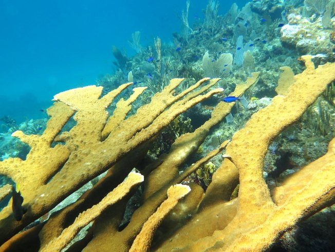 Elkhorn Coral, Abaco Bahamas (Melinda Rogers / Dive Abaco)