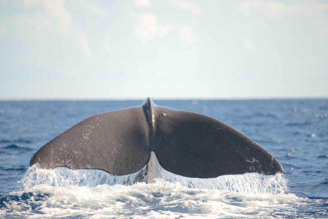 Sperm Whale tailing, Abaco Bahamas (BMMRO)