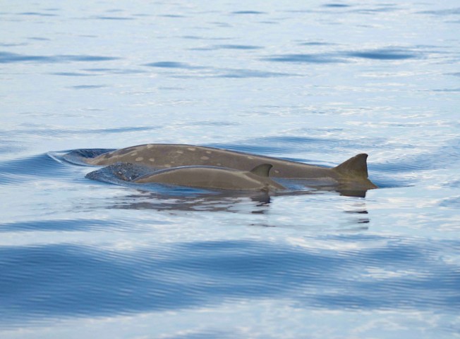 Blainville's Beaked Whale, Abaco Bahamas (BMMRO)