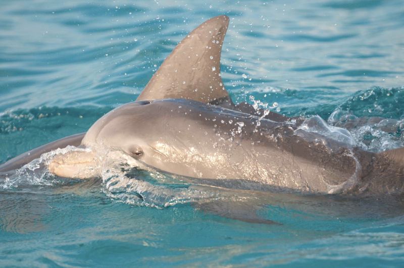 Bottlenose Dolphins, Abaco Bahamas (BMMRO)