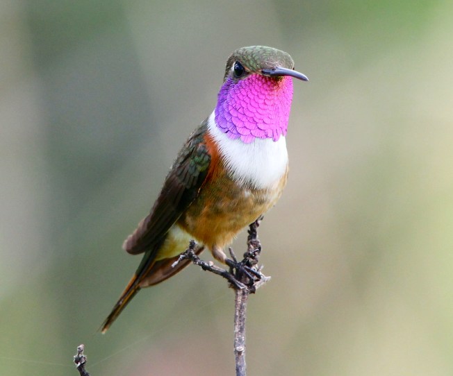 BAHAMA WOODSTAR (M) ABACO - BRUCE HALLETT
