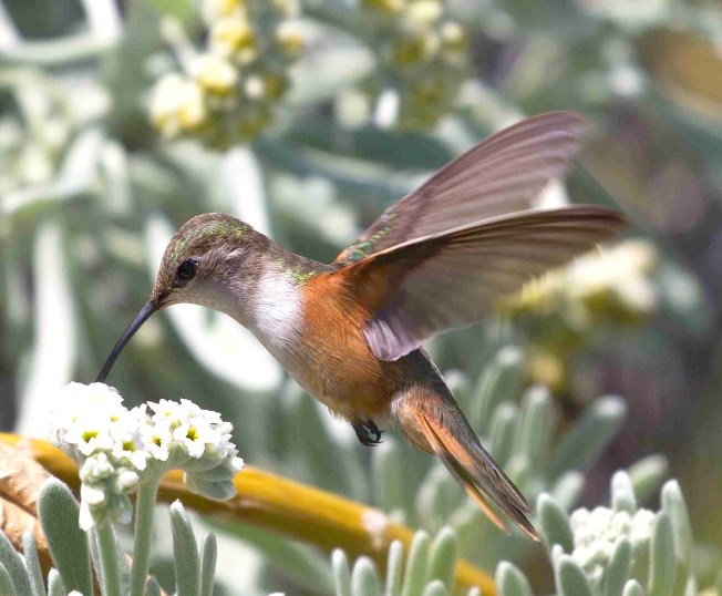 BAHAMA WOODSTAR (F) ABACO - TARA LAVALLEE