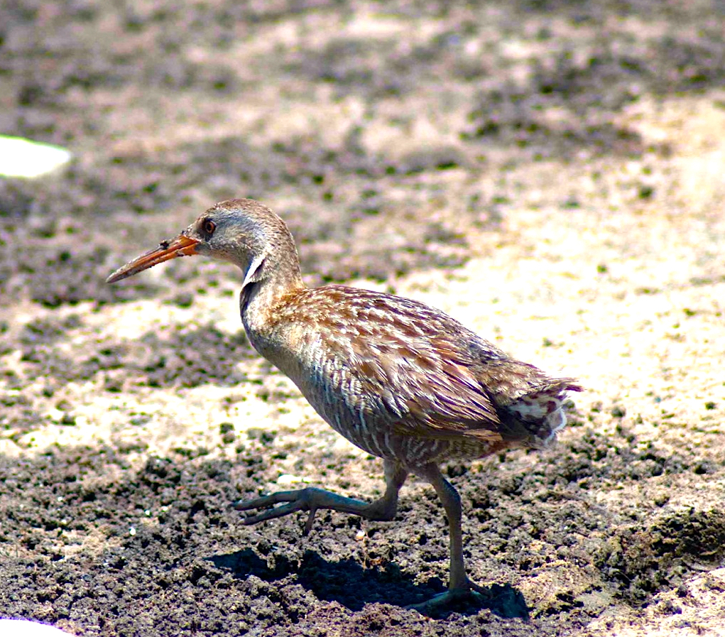 Clapper Rail running, Abaco Bahamas (Sandy Walker)