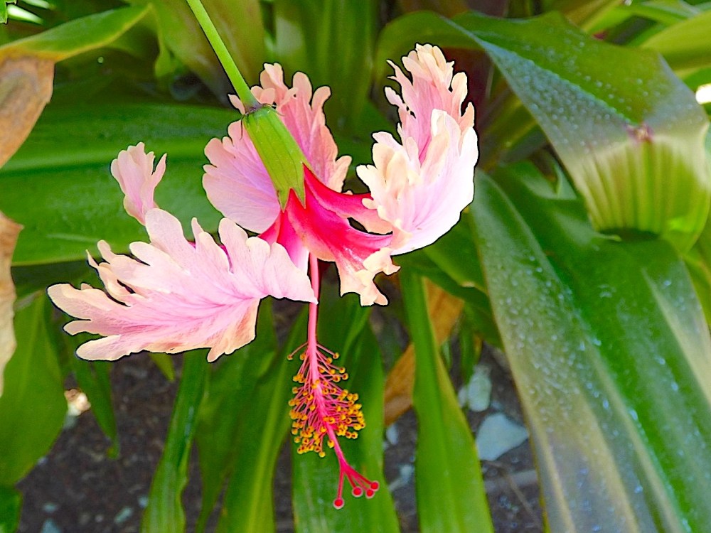Coral Hibiscus Abaco Bahamas (Keith Salvesen)