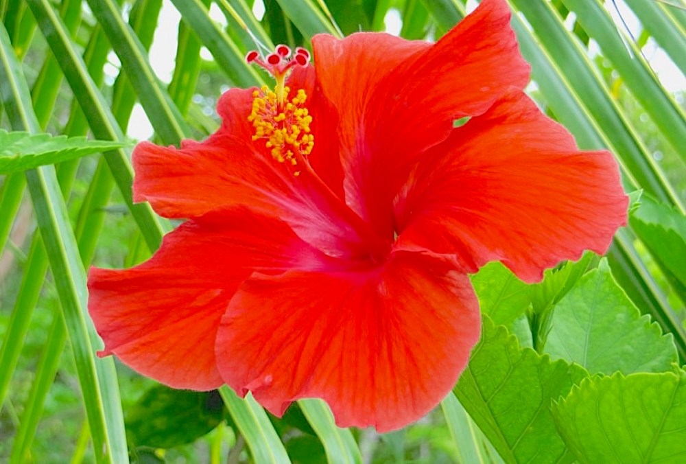Red Hibiscus Abaco Bahamas (Keith Salvesen)