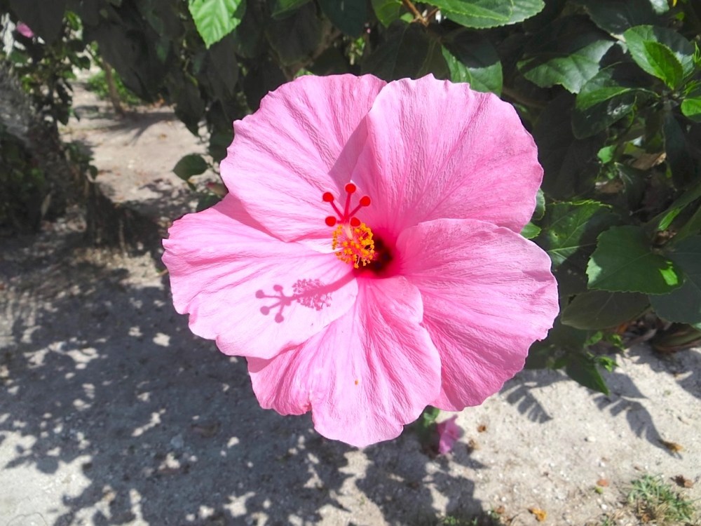 Pink Hibiscus Abaco Bahamas (Keith Salvesen)