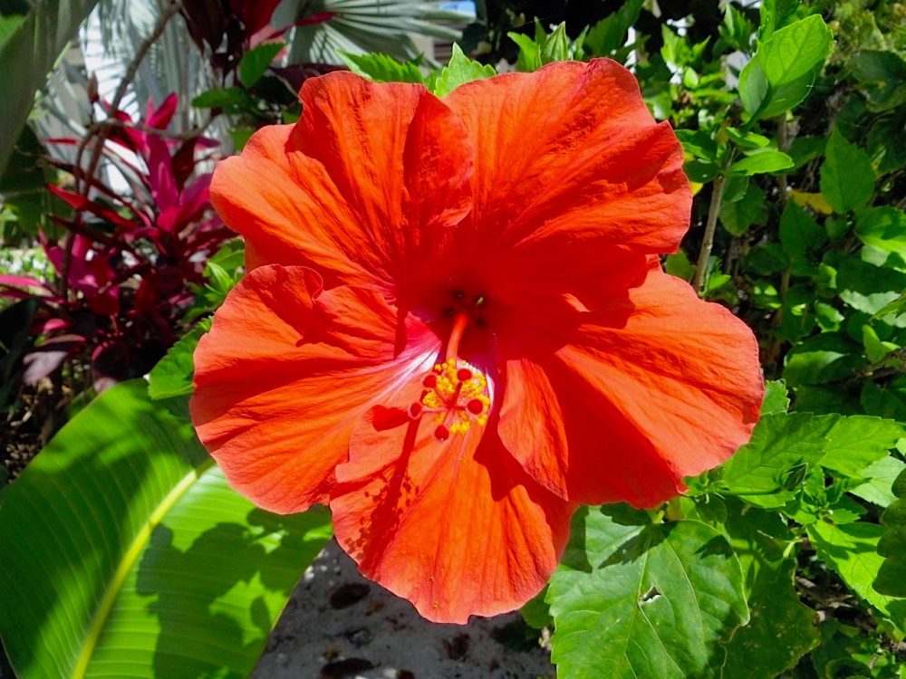 Red Hibiscus Abaco Bahamas (Keith Salvesen)