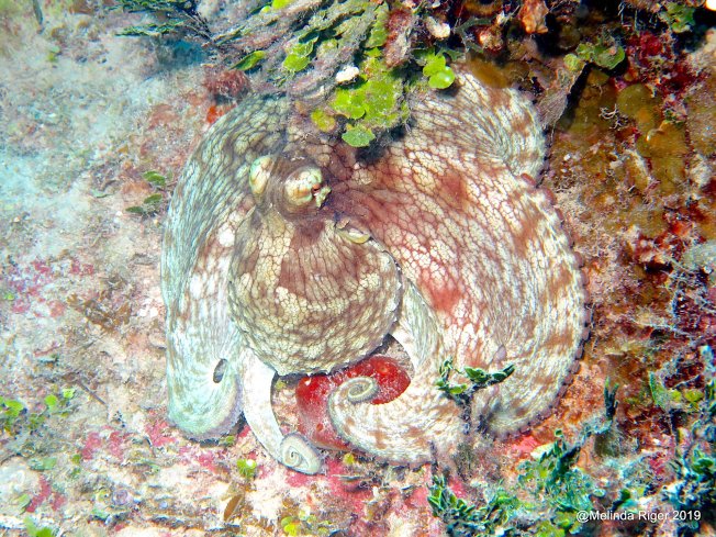 Octopus on the coral reef, Bahamas (Melinda Riger / GB Scuba)