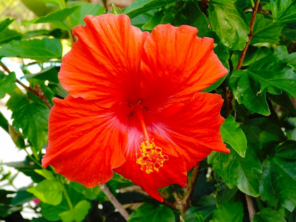Red Hibiscus Abaco Bahamas (Keith Salvesen)