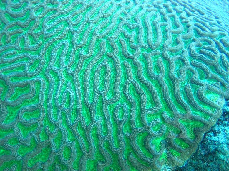 BRAIN CORAL Abaco Bahamas (Melinda Rogers / Dive Abaco)