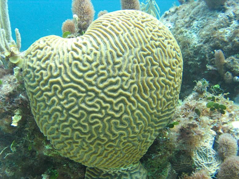 BRAIN CORAL Abaco Bahamas (Melinda Rogers / Dive Abaco)