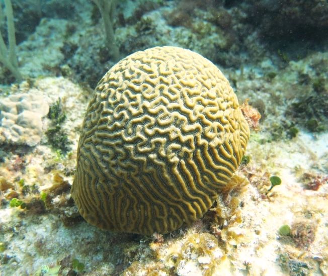 BRAIN CORAL Abaco Bahamas (Melinda Rogers / Dive Abaco)