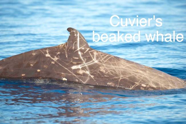 Cuvier's Beaked Whale Bahamas (BMMRO / Charlotte Dunn)